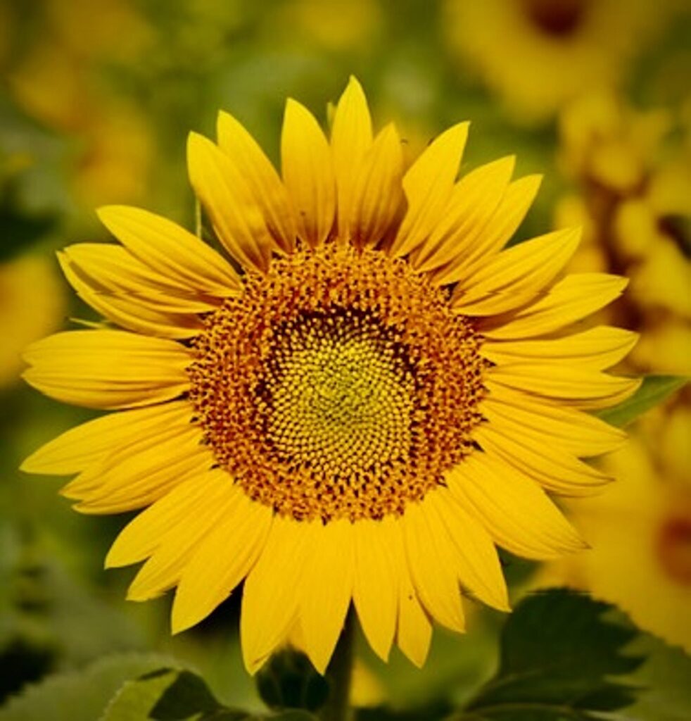 Sun Flower