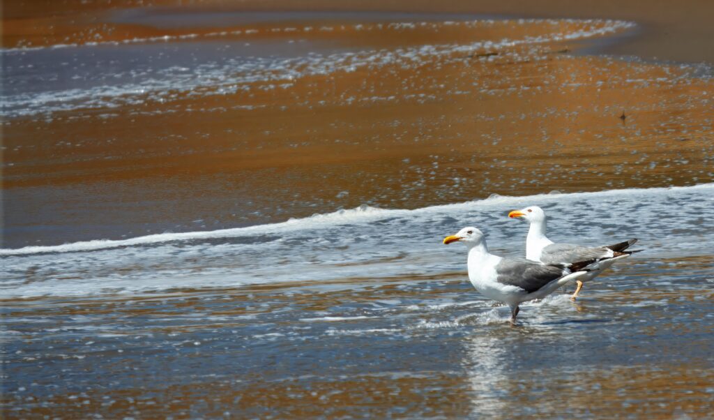 South Rodeo Beach Seagulls 1316