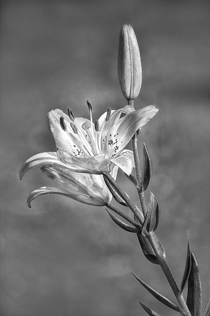 Lilly