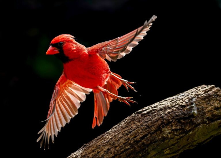 Graceful Takeoff
