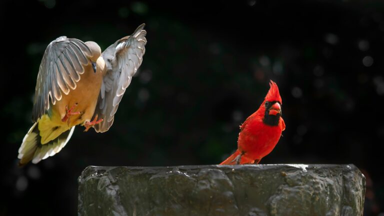 Hope He Sticks the Landing