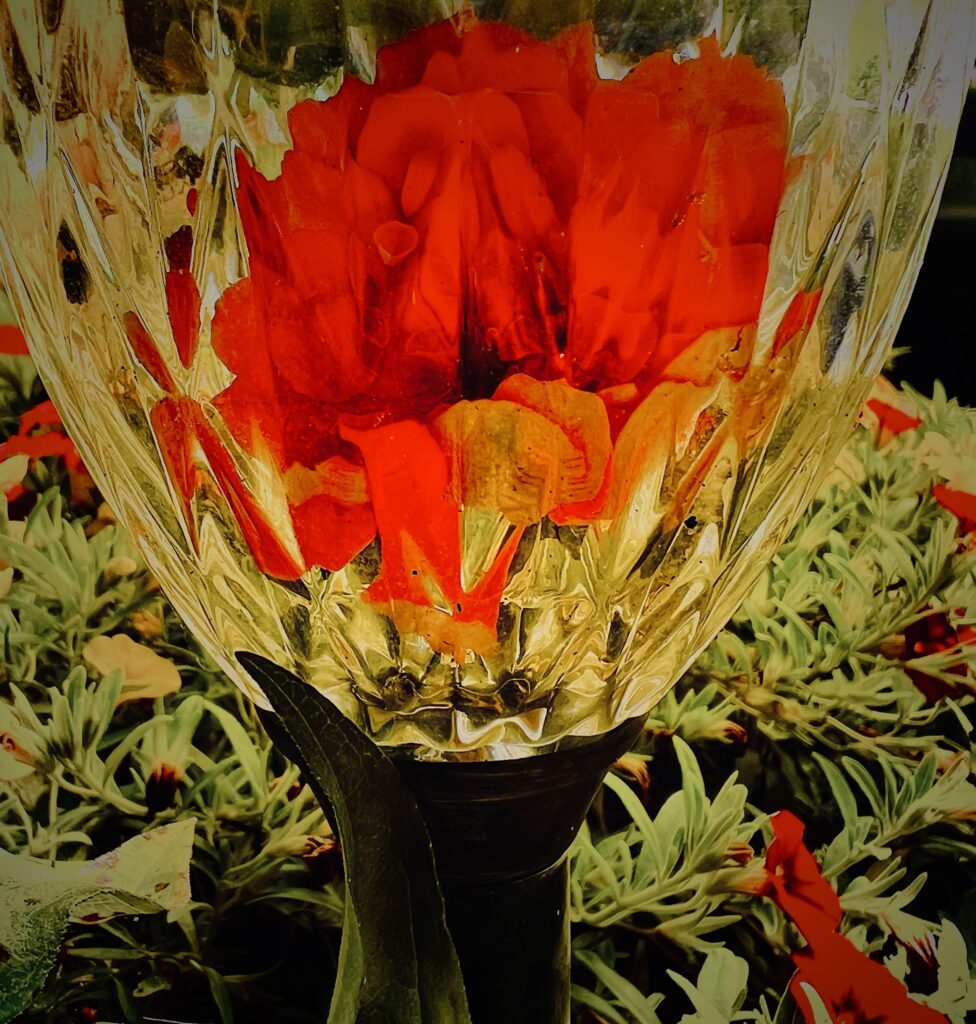 Flower Under Glass