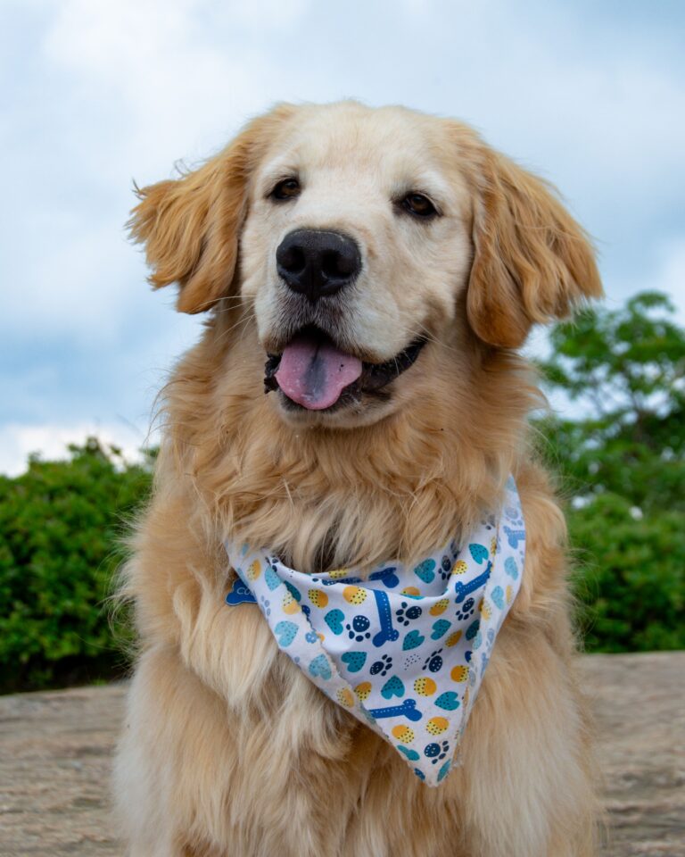Cooper