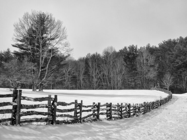 Snow Scene