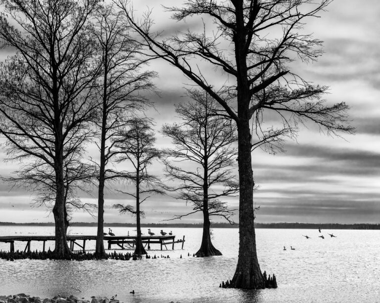 Birds on a Dock