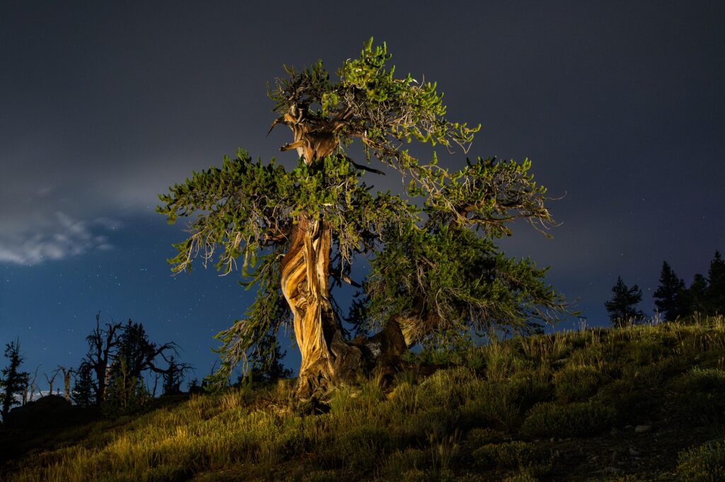 MT Washington Bristlecone