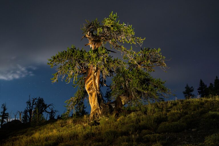 MT Washington Bristlecone