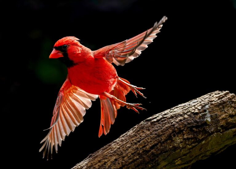 Graceful Takeoff