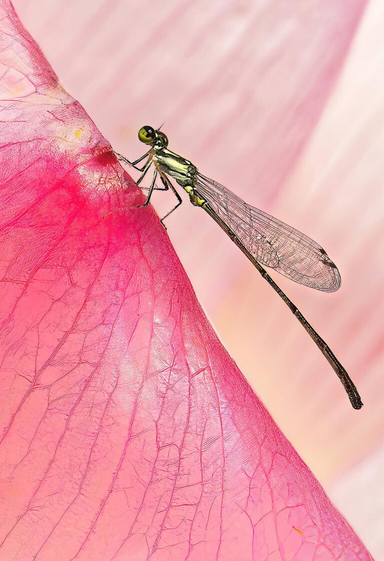 Damselfly
