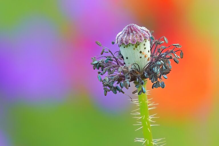 Poppy