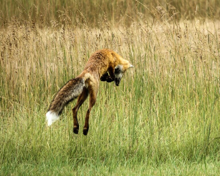 Pouncing on a Vole