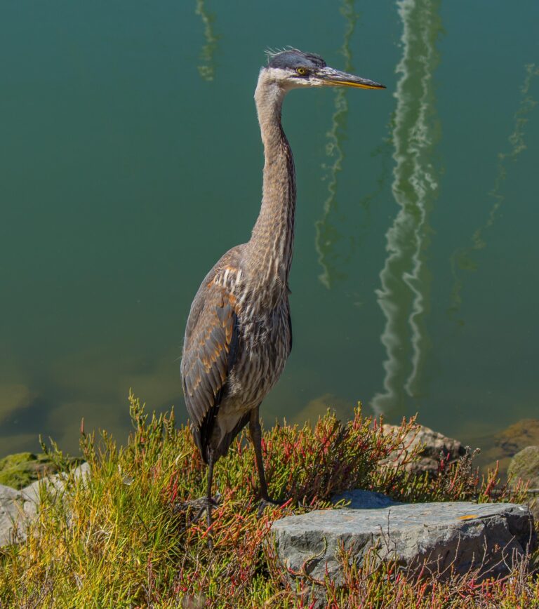 Berkeley Marina Heron 2867