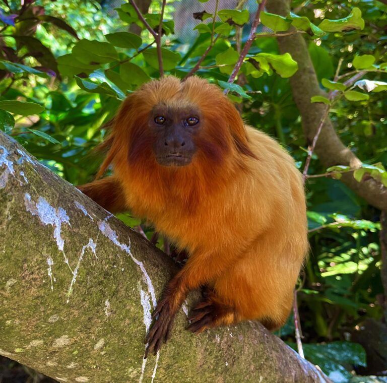 Tamarin in Bermuda