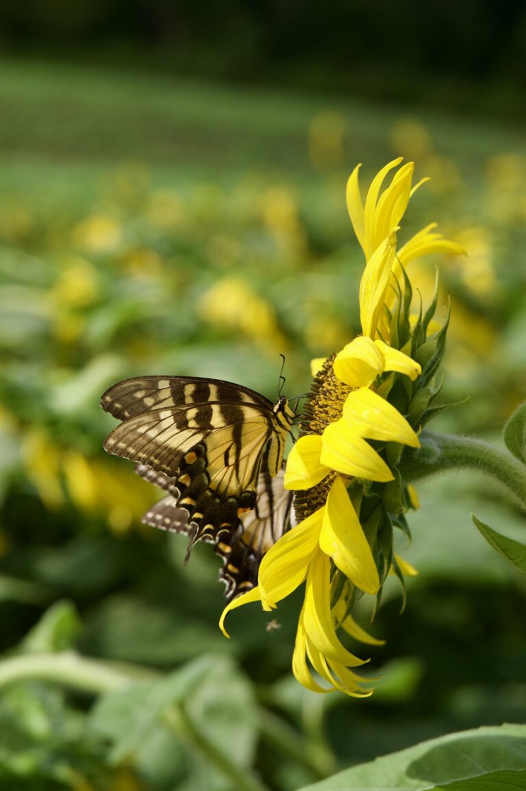 Nectar