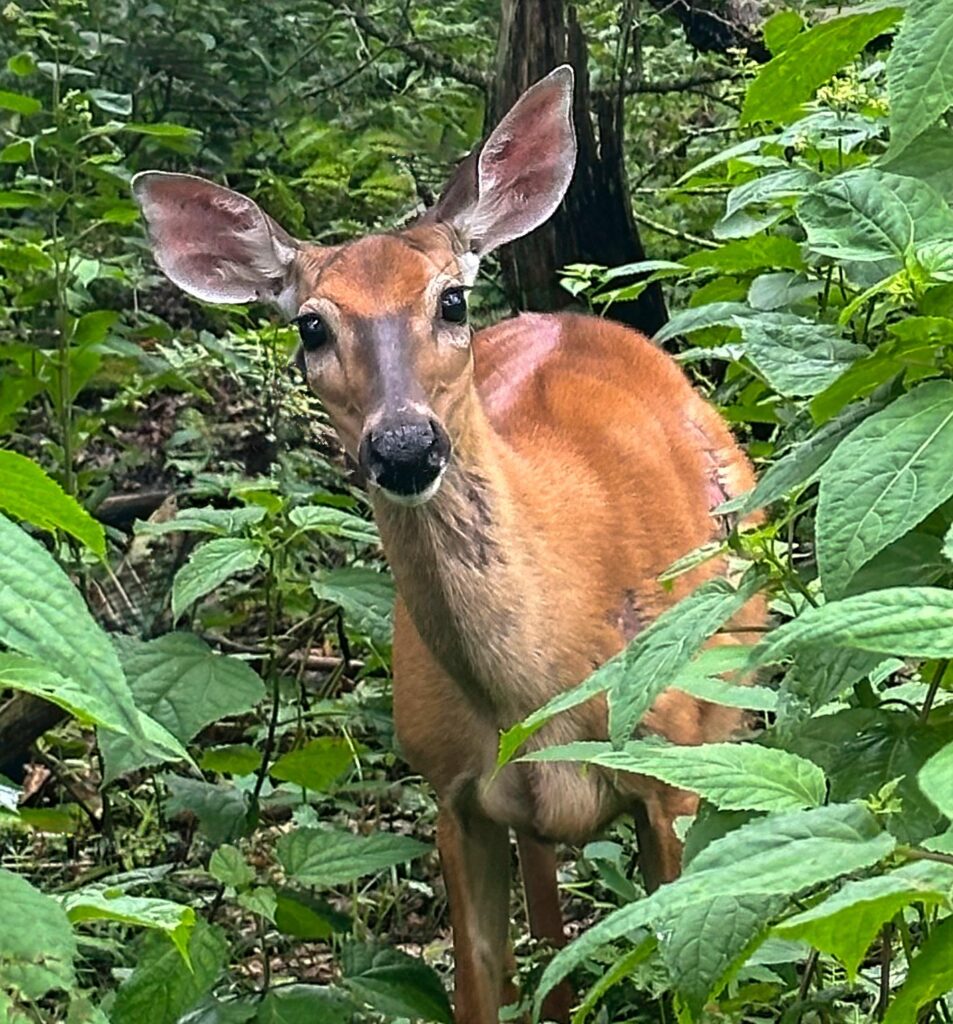 Battered but Beautiful