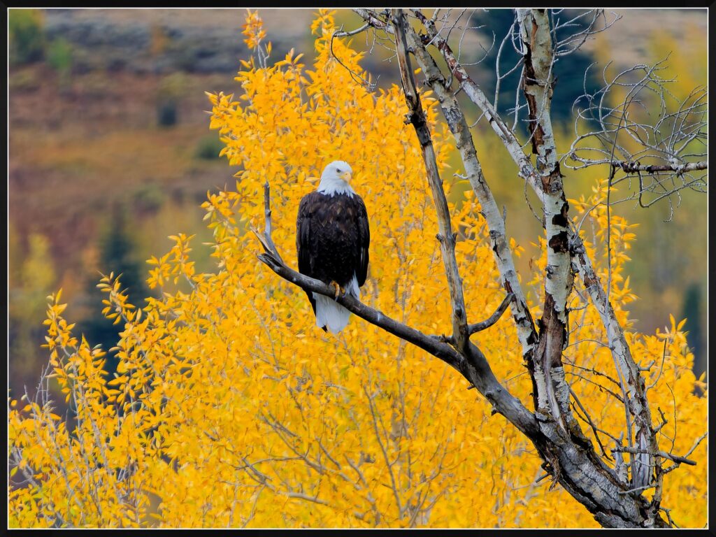 Aspen Eagle