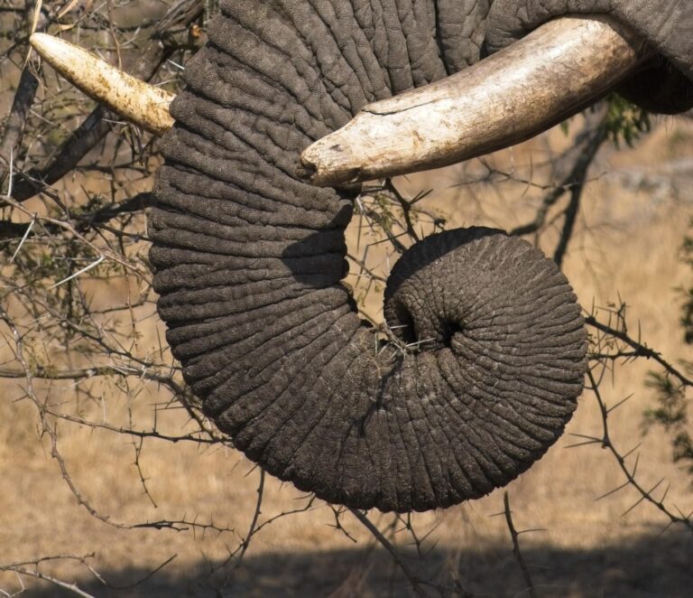 A Thorny Meal