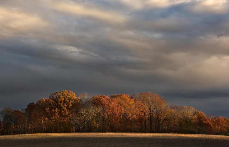 Treeline Sunset