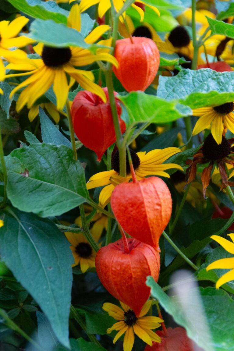 Chinese Lantern