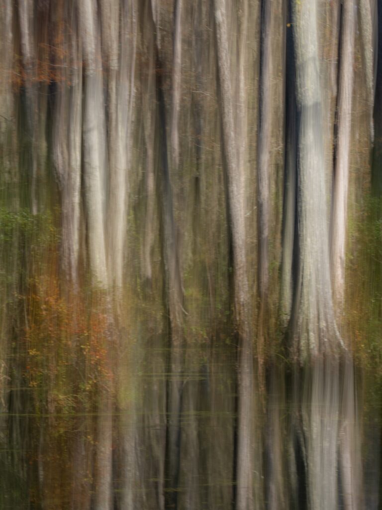 Fall Cypress Swamp
