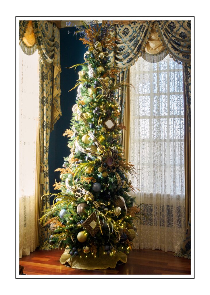 Tree With Afternoon Light