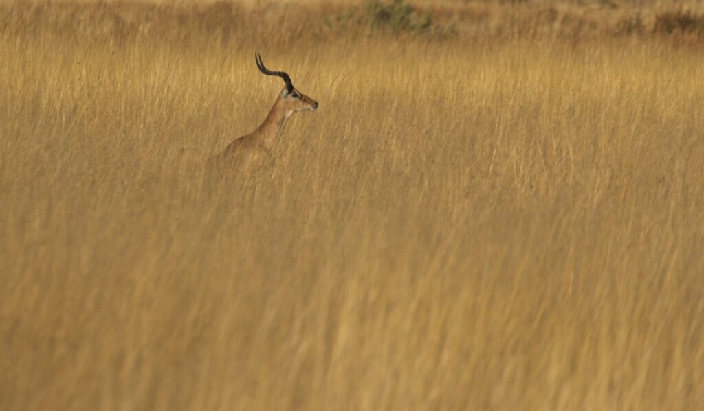 Lost in a Sea of Grass