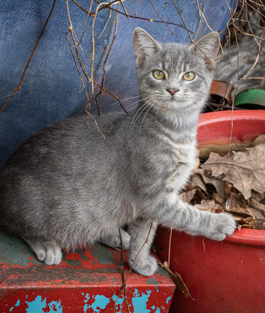Henry Goes Exploring