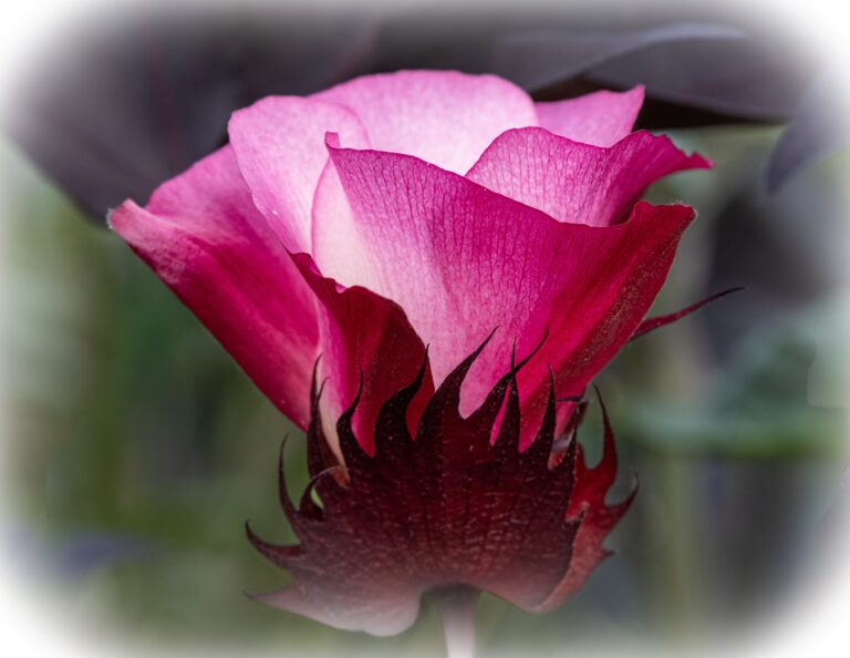 Pink Blossom