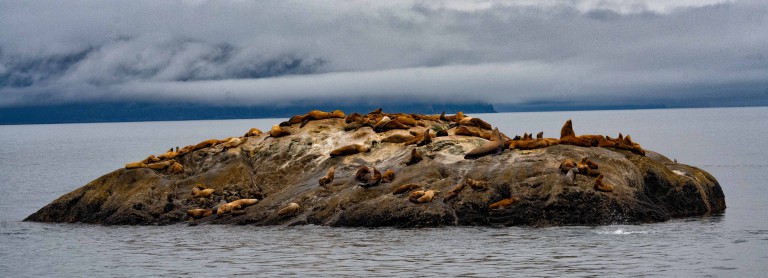 Glacier Bay Seals