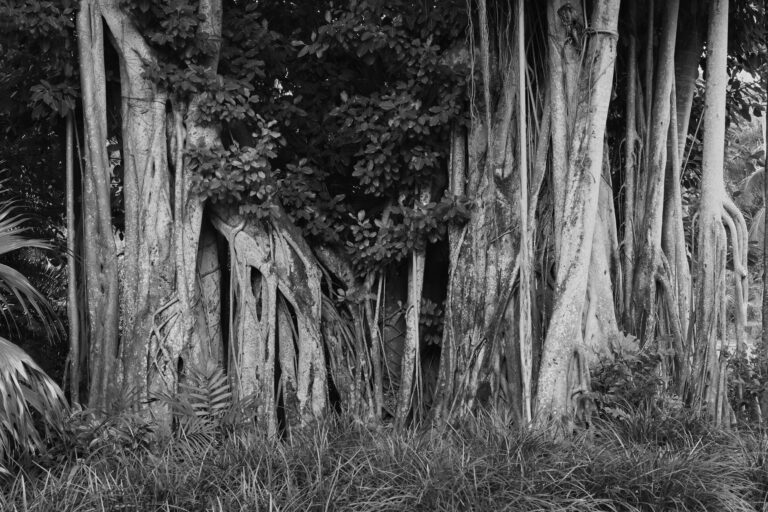 Floriida Trees