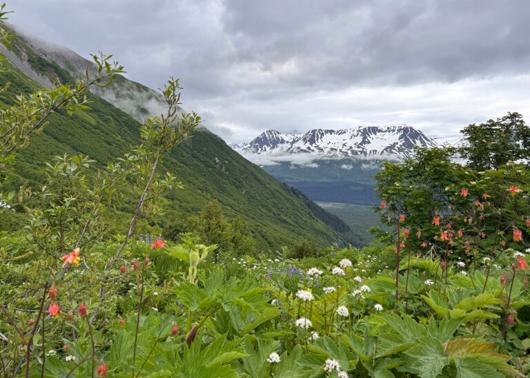 Glacial Flowers