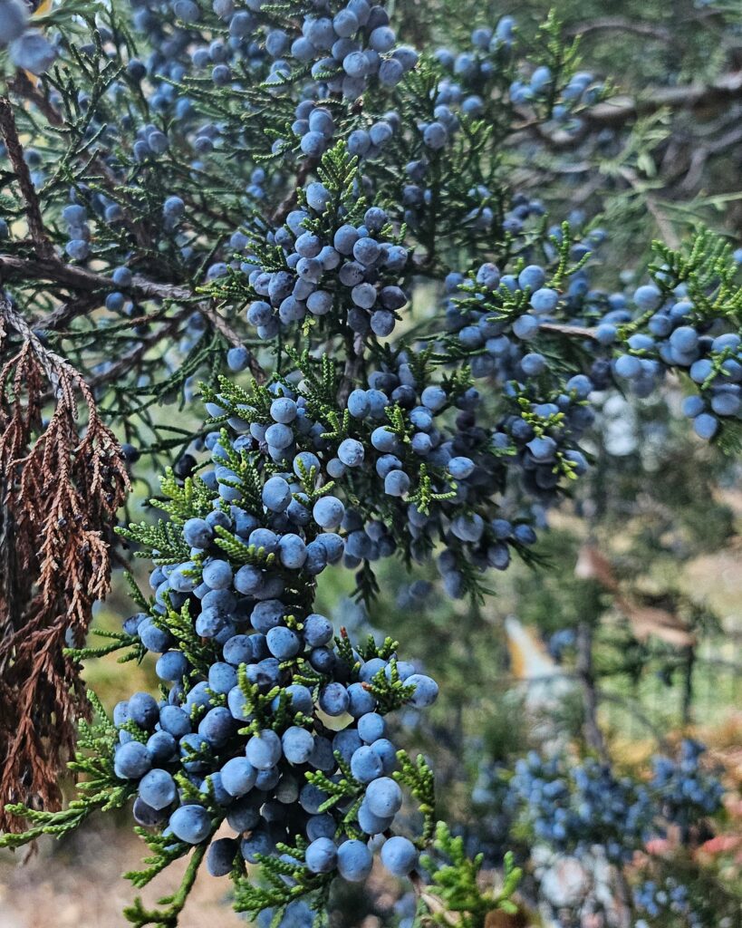 Juniper Berries