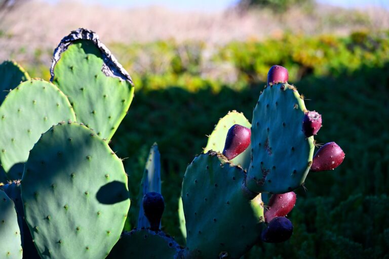 Beach Cactus