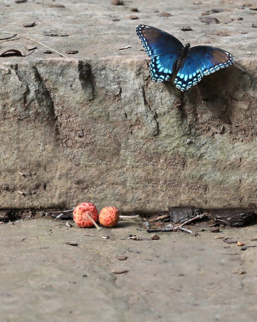 Blue Butterfly