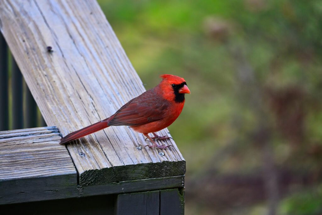 Cardinal