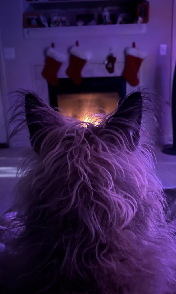 Waiting for Santa Paws