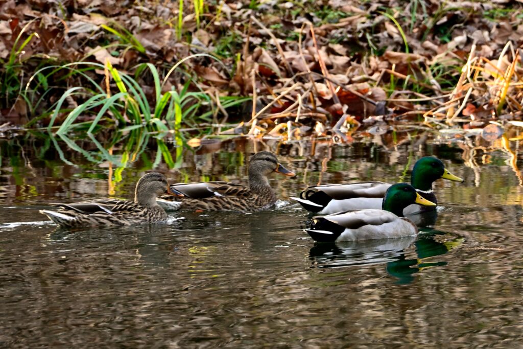 Four Mallards