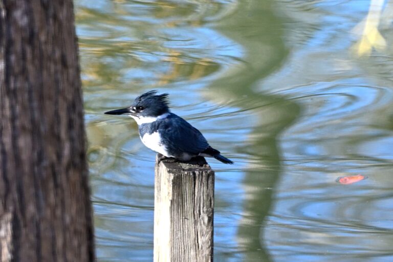 Kingfisher