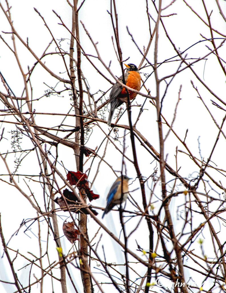Signs of Spring