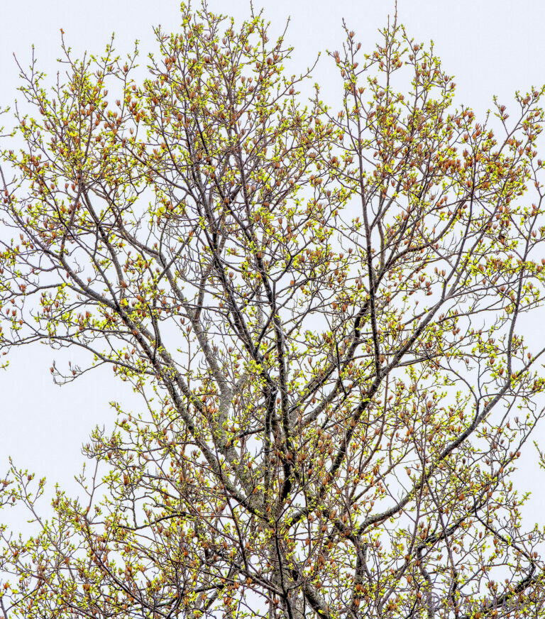 Spring Budding