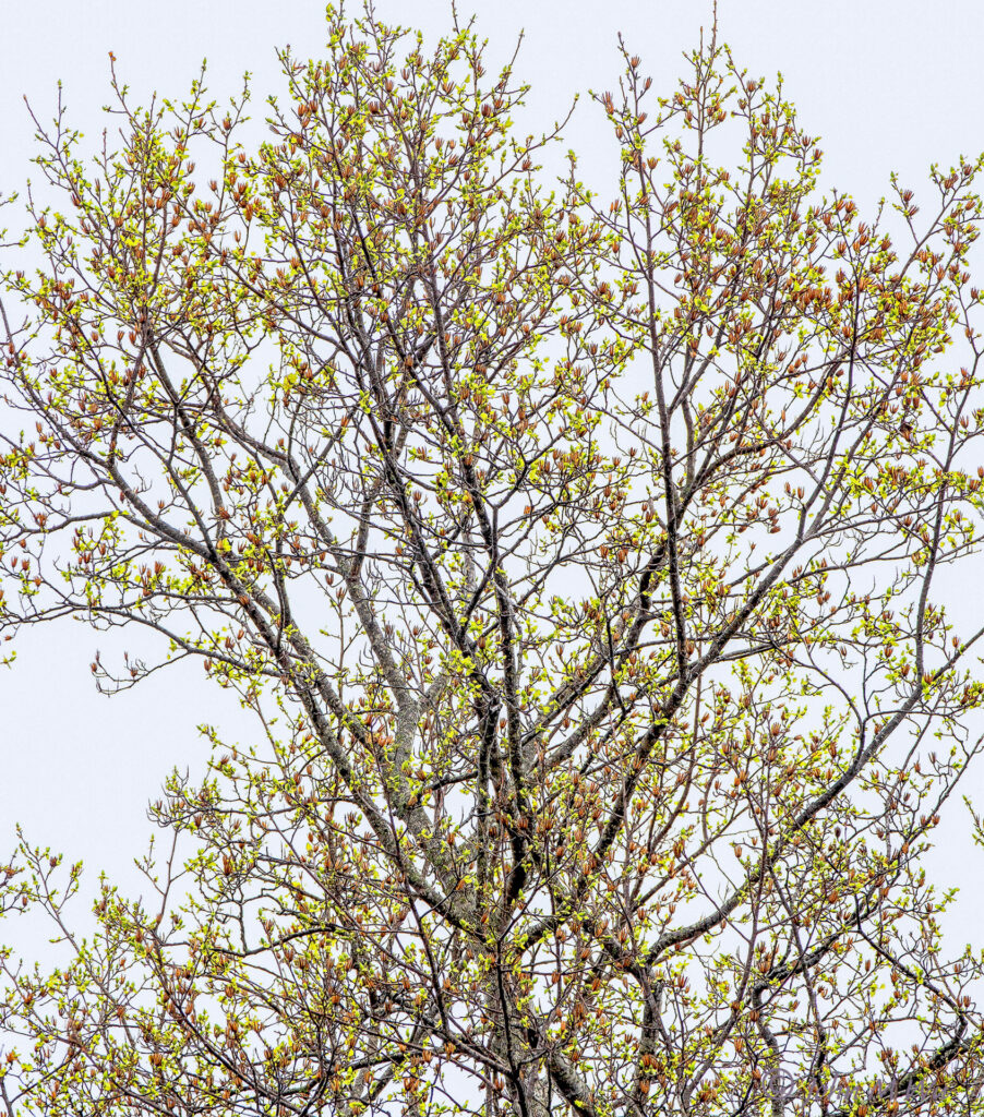 Spring Budding