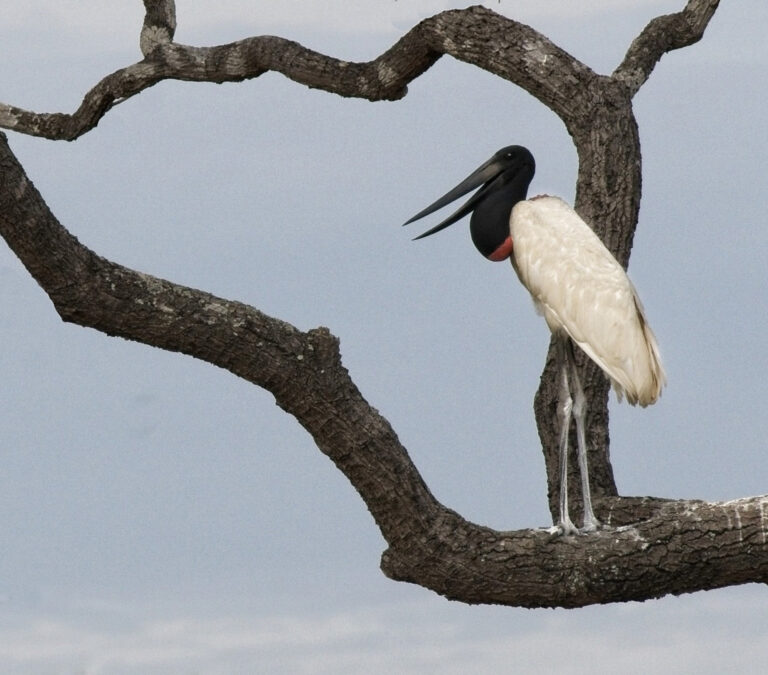Jaburu in Tree