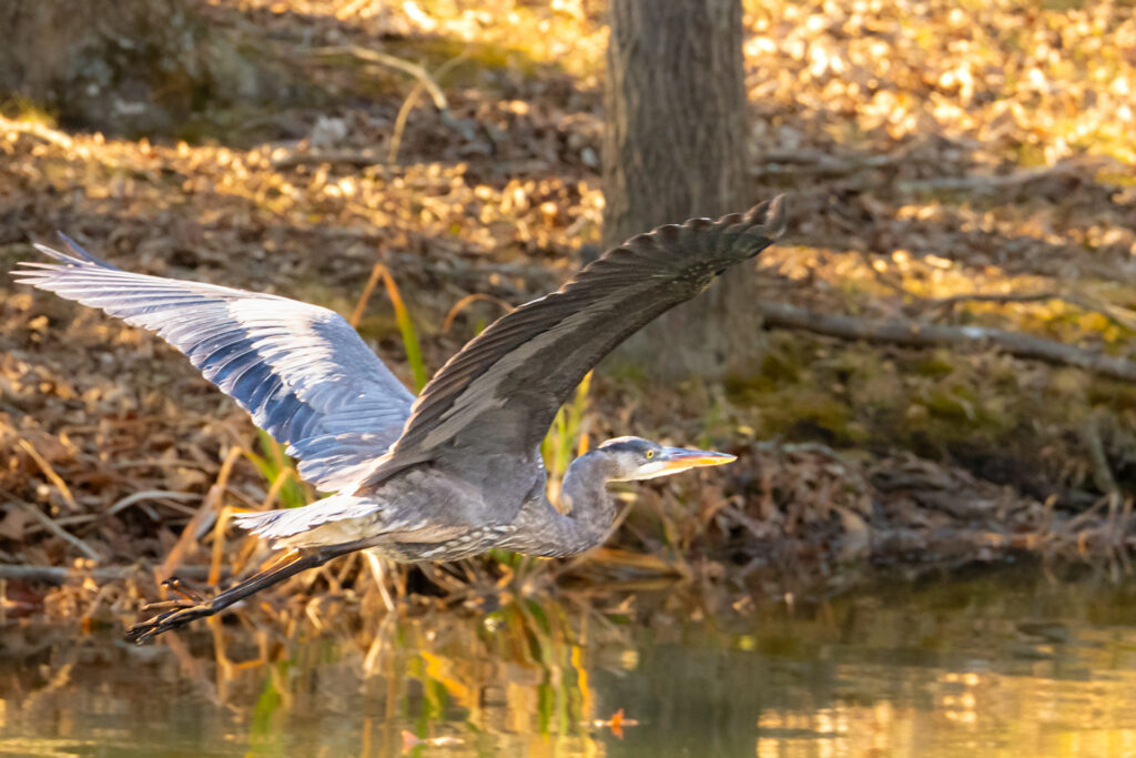 Glide Path
