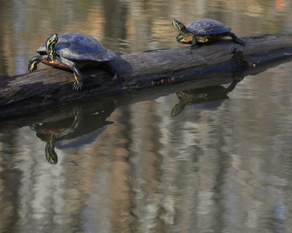 Sunbathers
