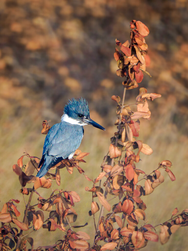 Kingfisher