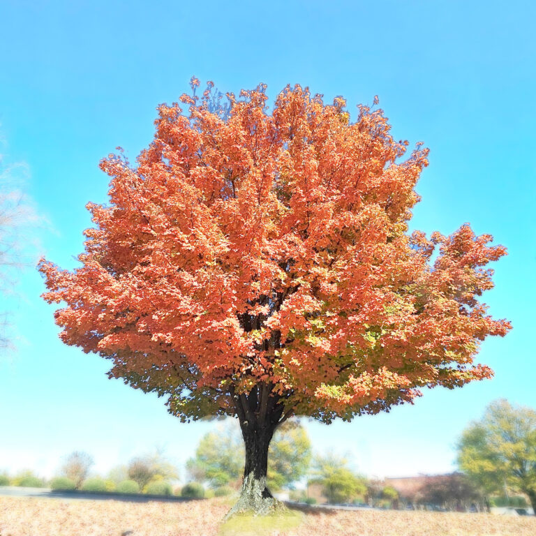 High Key Turning Leaves