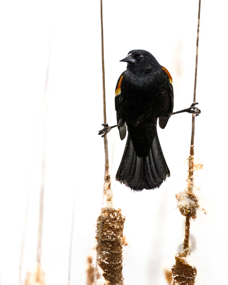 Black Bird Straddle in High Key