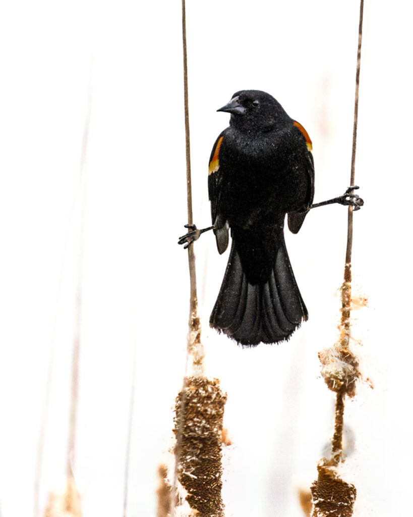 Black Bird Straddle in High Key