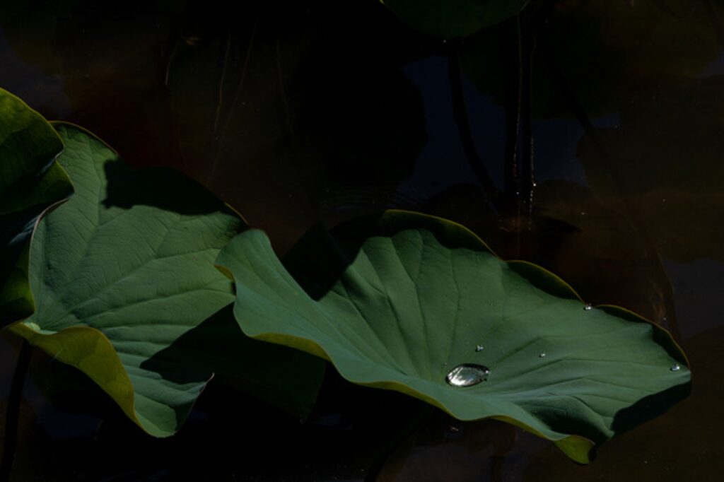 Reflections