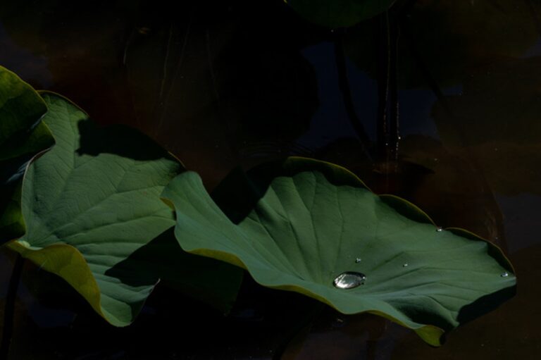 Reflections